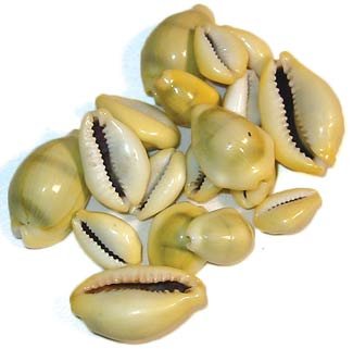 (image for) Cowrie Shells 18pcs