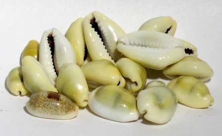 (image for) 1 Lb Cowrie Shells