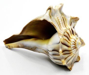 (image for) 3-4" Dakshinavarti Whelks